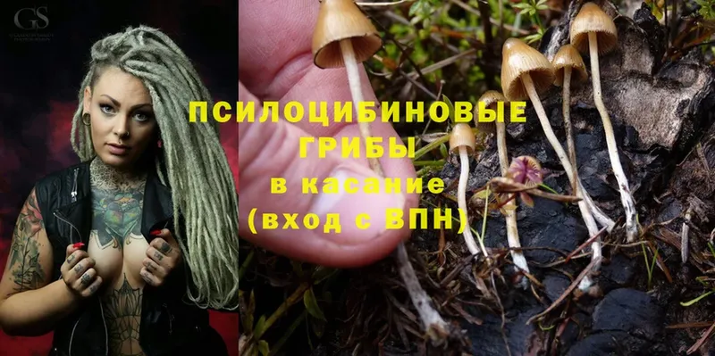 как найти закладки  Вязники  Псилоцибиновые грибы Psilocybe 